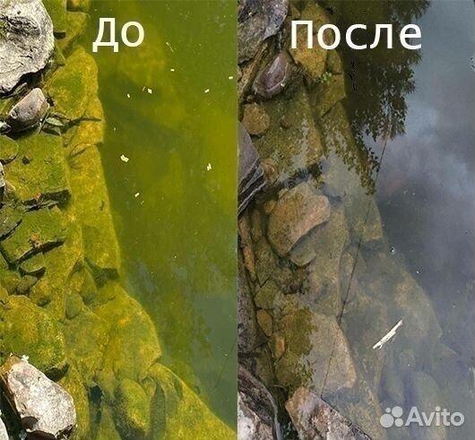 Хлорелла для водоемов