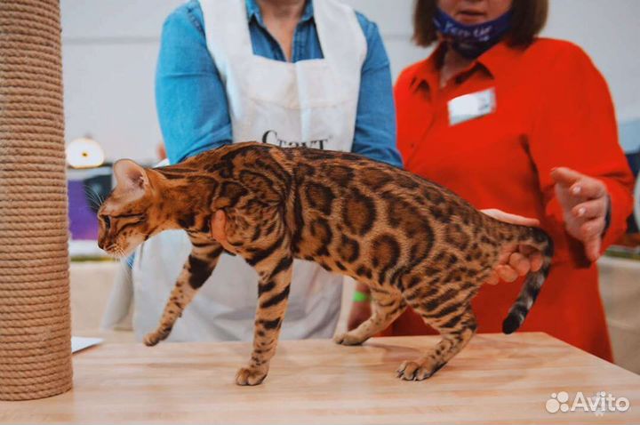 Котята от титулованных родителей