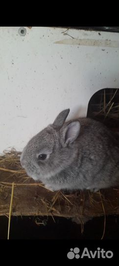 Продаю свежее мясо кролика