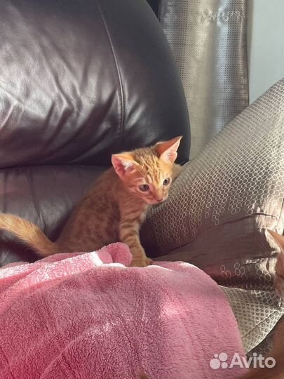 Котята породистые