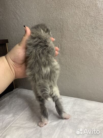 Котята мейн-кун