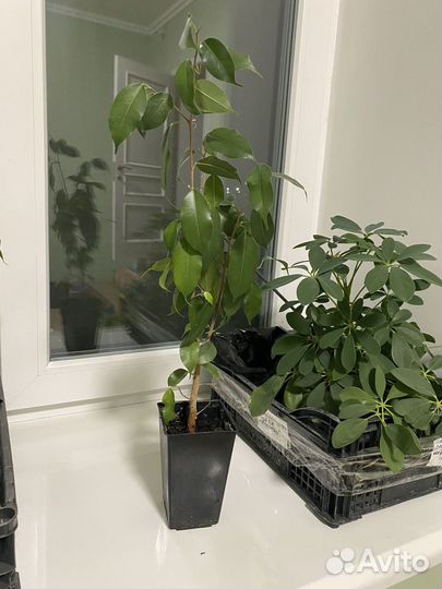 Комнатные цветы