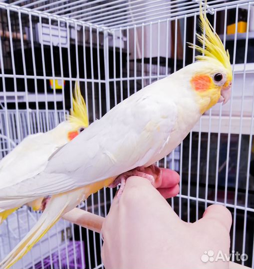 Попугай корелла птенцы малыши