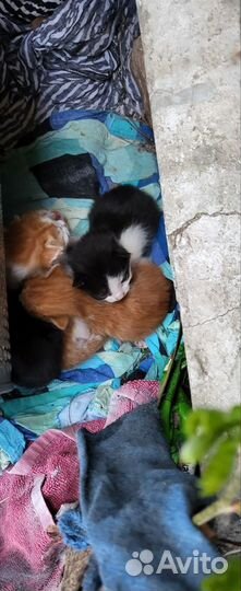 Котята в добрые руки