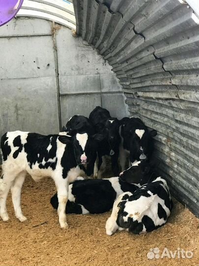 Бычки телята на доращивание