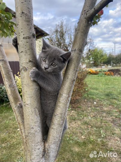 Кошечка в добрые руки