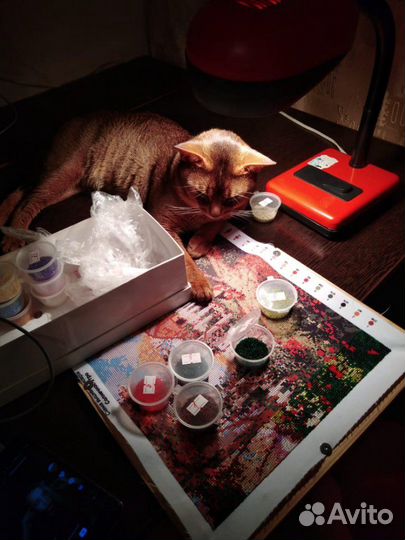 Абиссинская