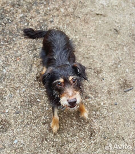 Маленькая собака ищет дом