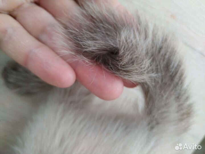 Кошки породистые бесплатно