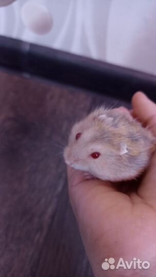 Хомяки джунгарские и породистые