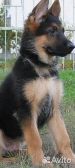 Щенки немецкой овчарки