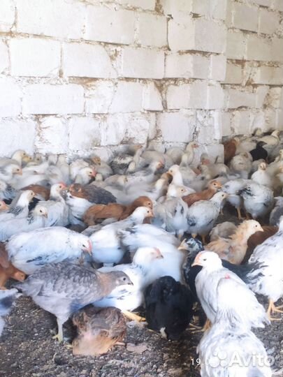 Цыплята домашние