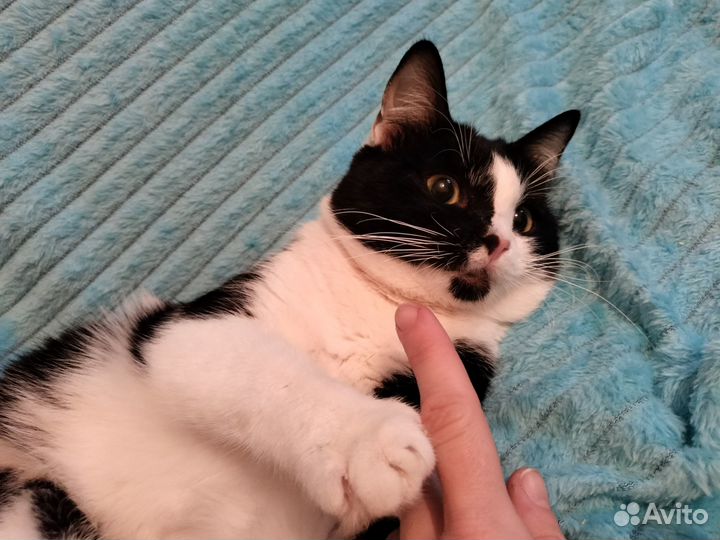 Очень ласковый черно белый мальчик из приюта