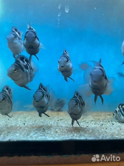 Рыбка сапфировый попугай