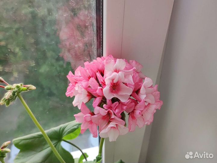 Герань пеларгония цветущее растение