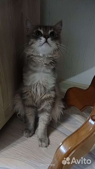 Кошка найденыш ищет дом