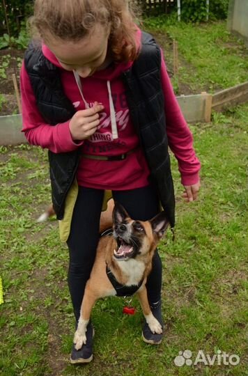 Выгул собак