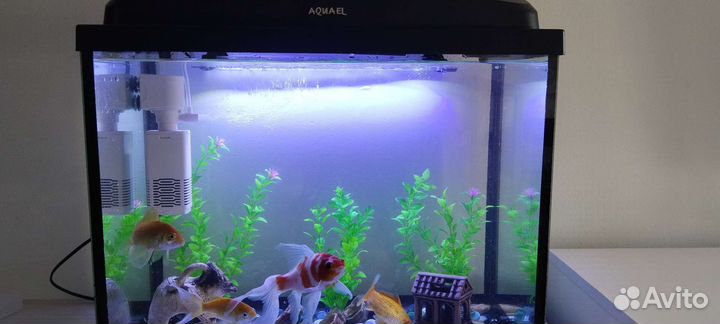 Аквариум фирмы aquael с рыбками