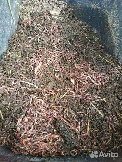 Черви для рыбалки