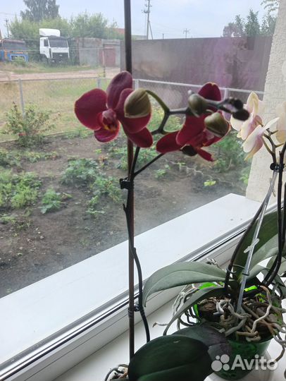 Орхидея