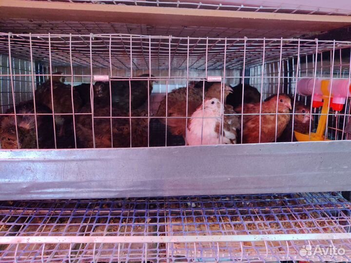 Перепелки селадоны