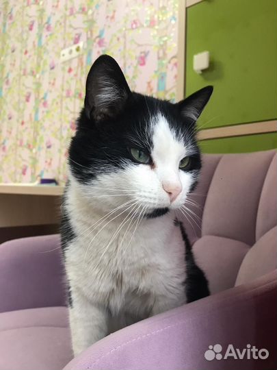 Котик кастрированный