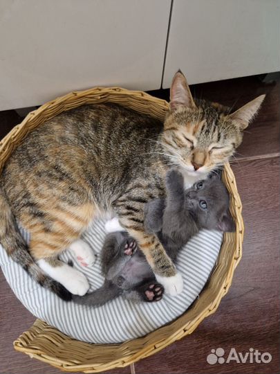 Котенок в добрые руки