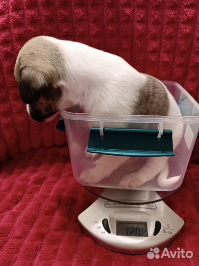 Щенки уиппета