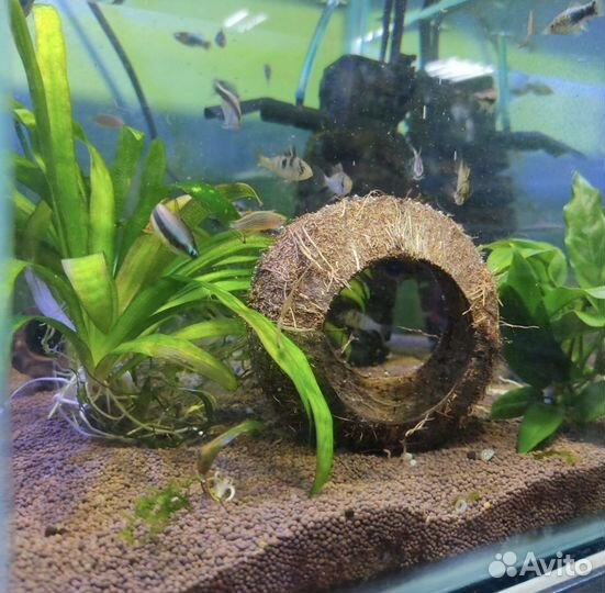 Украшение для аквариума, натуральный кокос