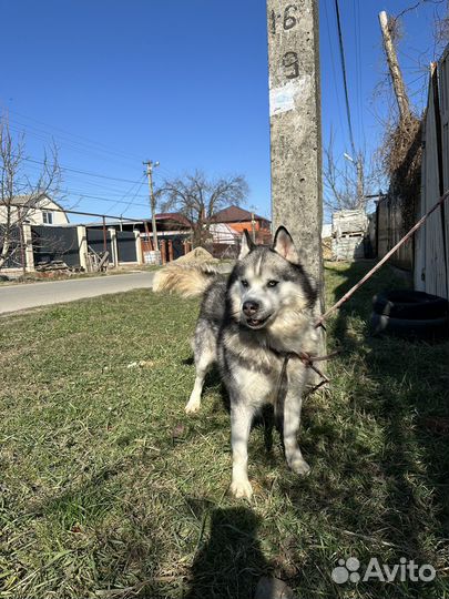 Хаски вязка