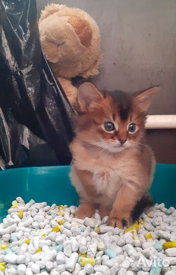 Сомалийский котенок