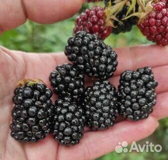 Саженцы плодовых и кустарники