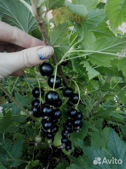 Декоративно-плодовые кустарники