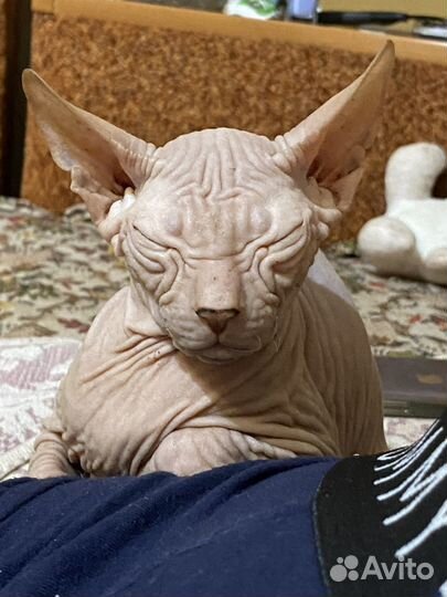 Донской сфинкс котята