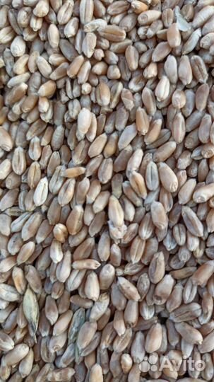 Зерно пшеница 5кл