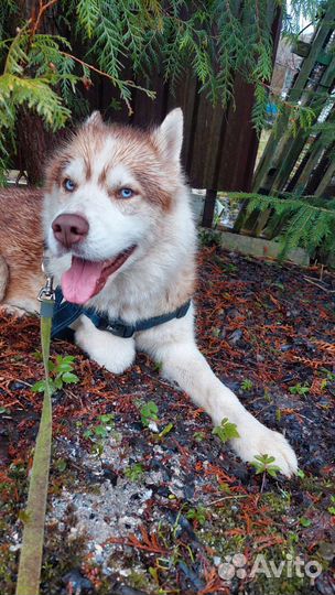 Собака-инвалид без 2х лап, но бегает