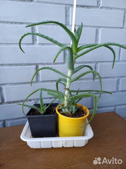 Алоэ (столетник)