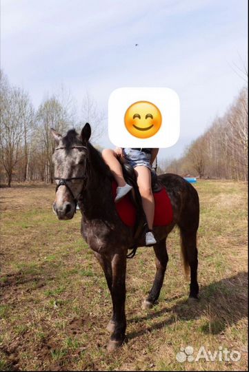 Мерин 2018г 164см
