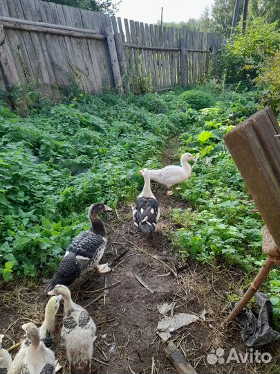 Индоутки молодые