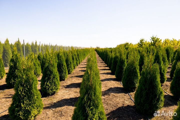 Живая изгородь