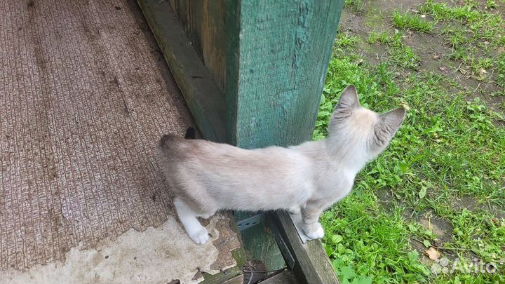 Кошки