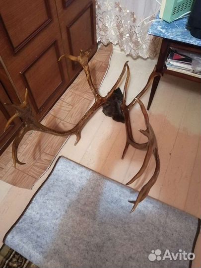 Рога оленя