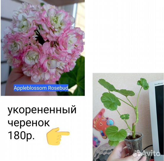 Пеларгония сортовая