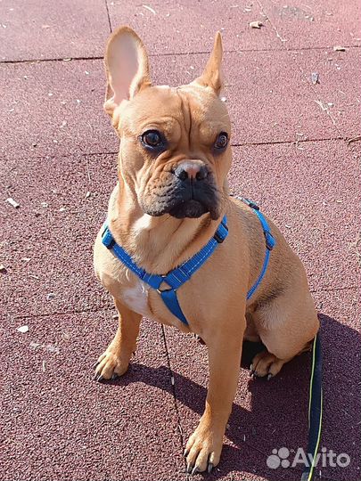 Продам кобеля