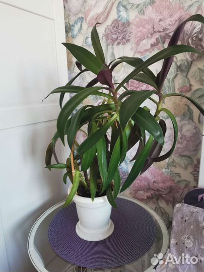 Традесканция Рэо