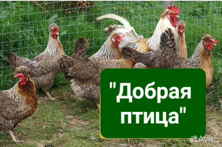 Куры молодки несушки В Утечино 2 км от Н.Новгорода