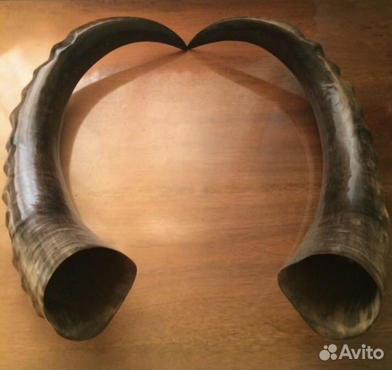 Рога горного тура