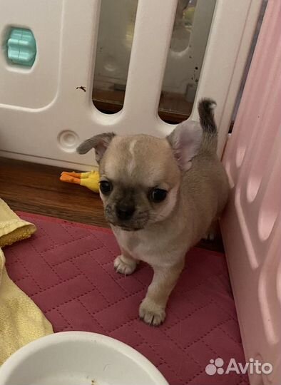 Мальчишка чихуахуа, сладенький Боровичок