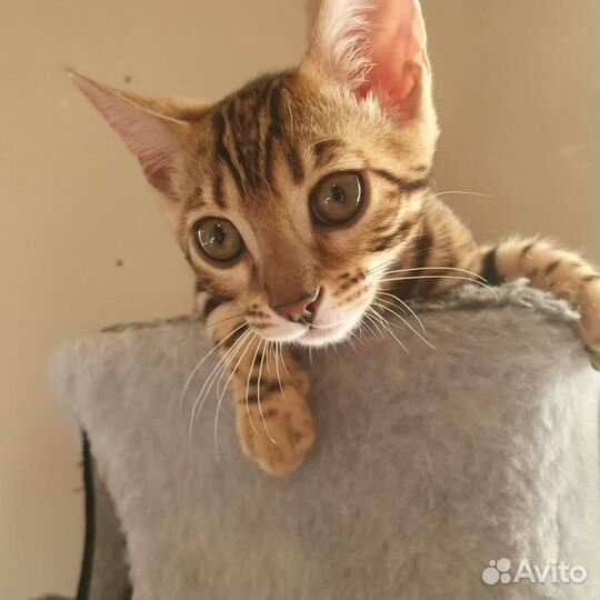 Бенгальская