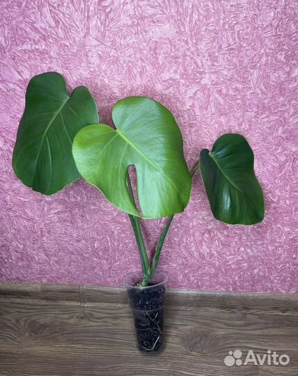 Monstera deliciosa (Монстера привлекательная)